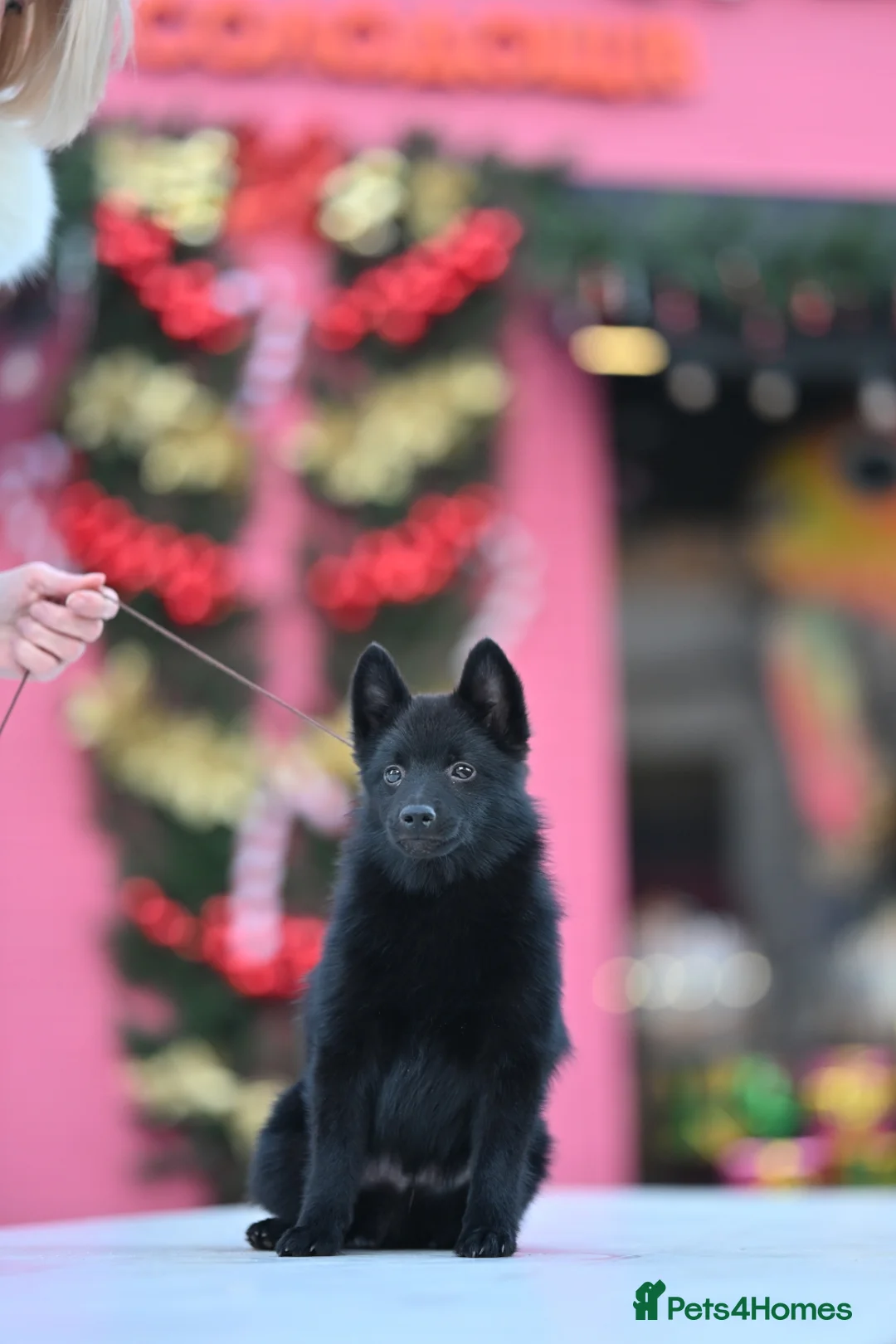 Schipperke dogs for sale: puppy schipperke - Advert 1