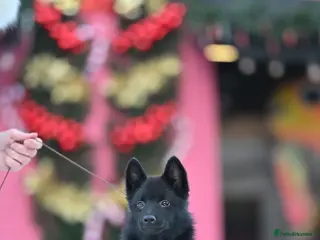 Schipperke dogs puppy schipperke - Advert 1