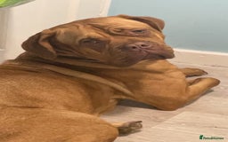 Dogue De Bordeaux dogs for sale: Dougue de bordeaux - Image 2