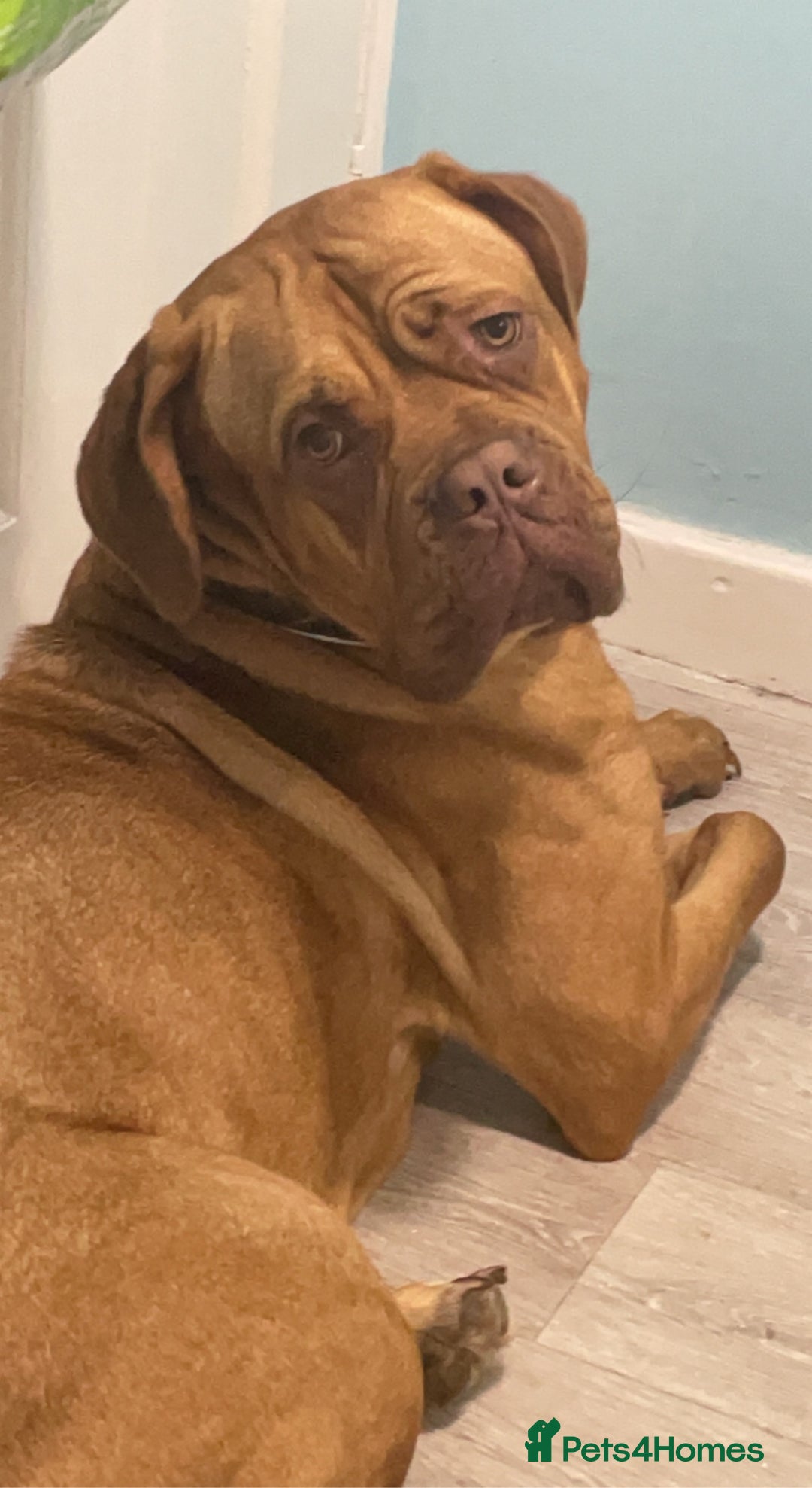 Dogue De Bordeaux dogs for sale: Dougue de bordeaux - Image 2