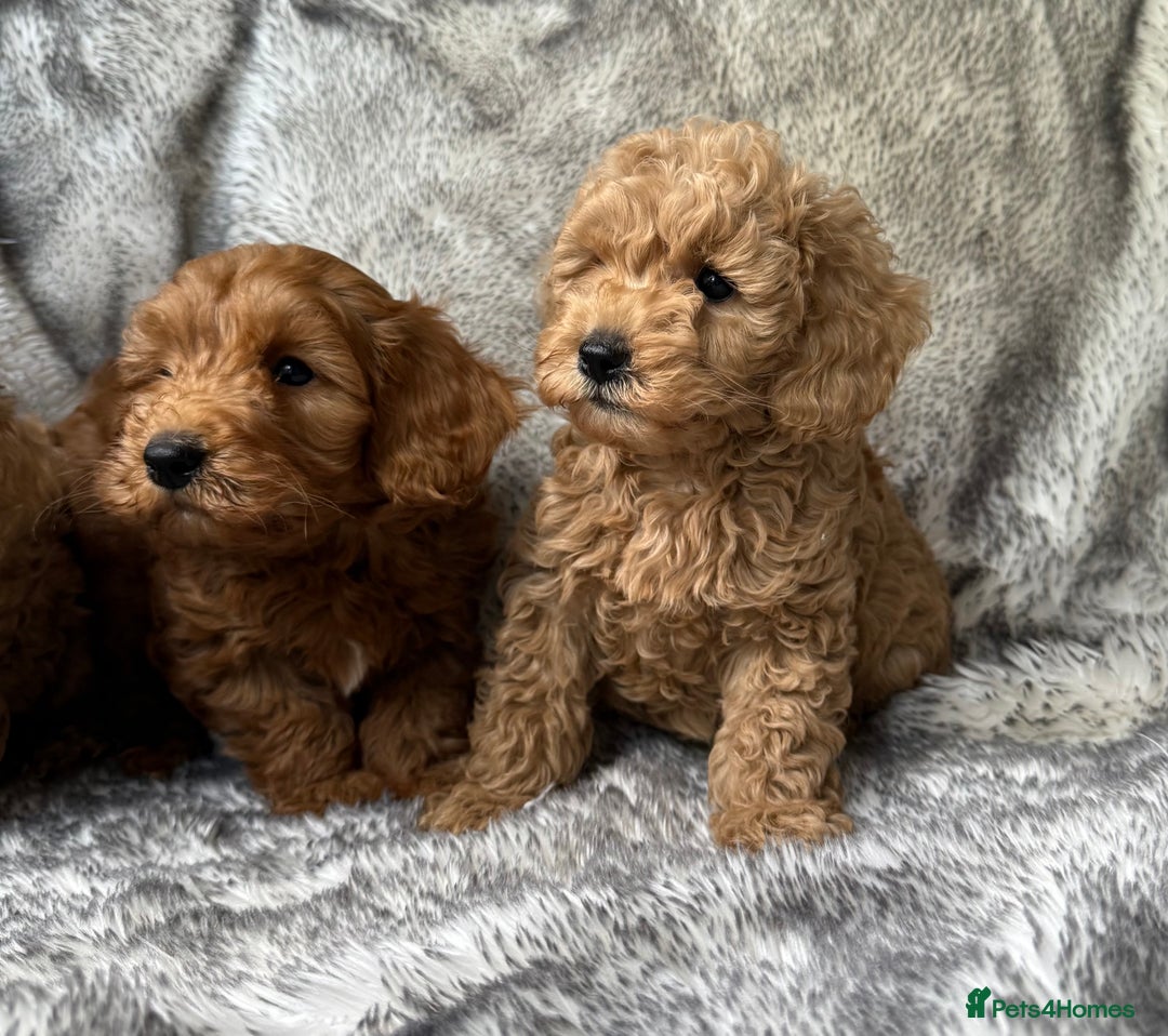 Cockapoo dogs for sale: ⭐️Cockapoo puppies F1b⭐️ - Image 4