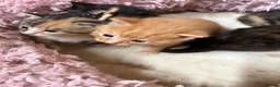 Mixed Breed cats for sale: 5 beautiful fluffy babies  - Advert 2