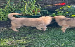 German Shepherd dogs for sale: Long haired German shepherd pups  - Image 4