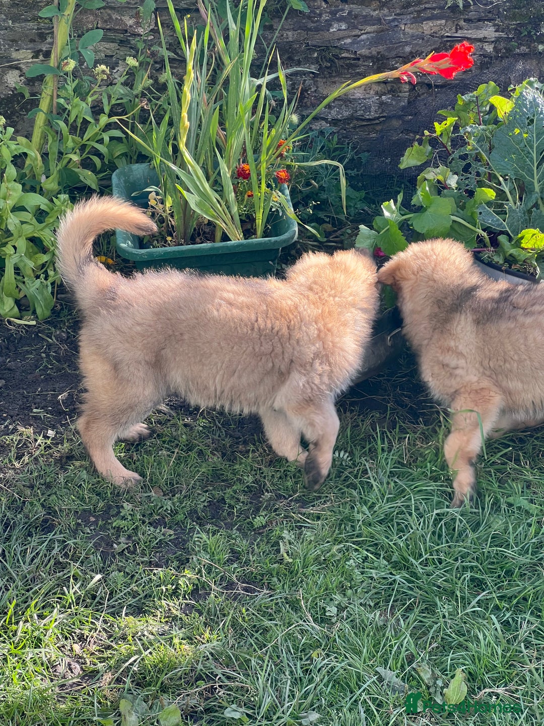 German Shepherd dogs for sale: Long haired German shepherd pups  - Image 4