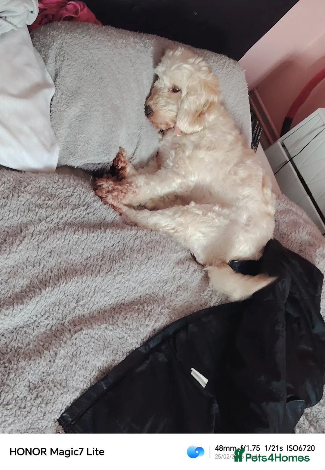 Cockapoo dogs for sale: 3 year old female dog in Ipswich - Advert 1