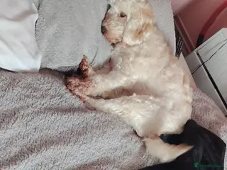 Cockapoo dogs 3 year old female dog - Advert 1