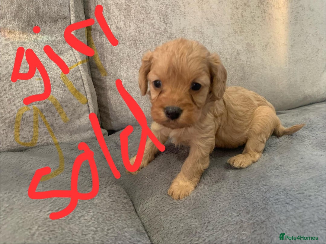 Cavapoo dogs for sale: Cavalier puppy’s  - Advert 13