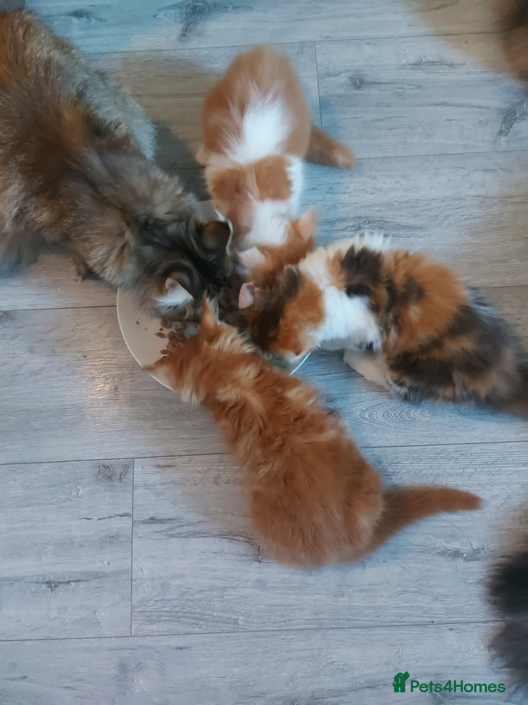 Maine Coon cats for sale: Beautiful XXL Maine-coon kittens 😸 ♥️  - Image 37