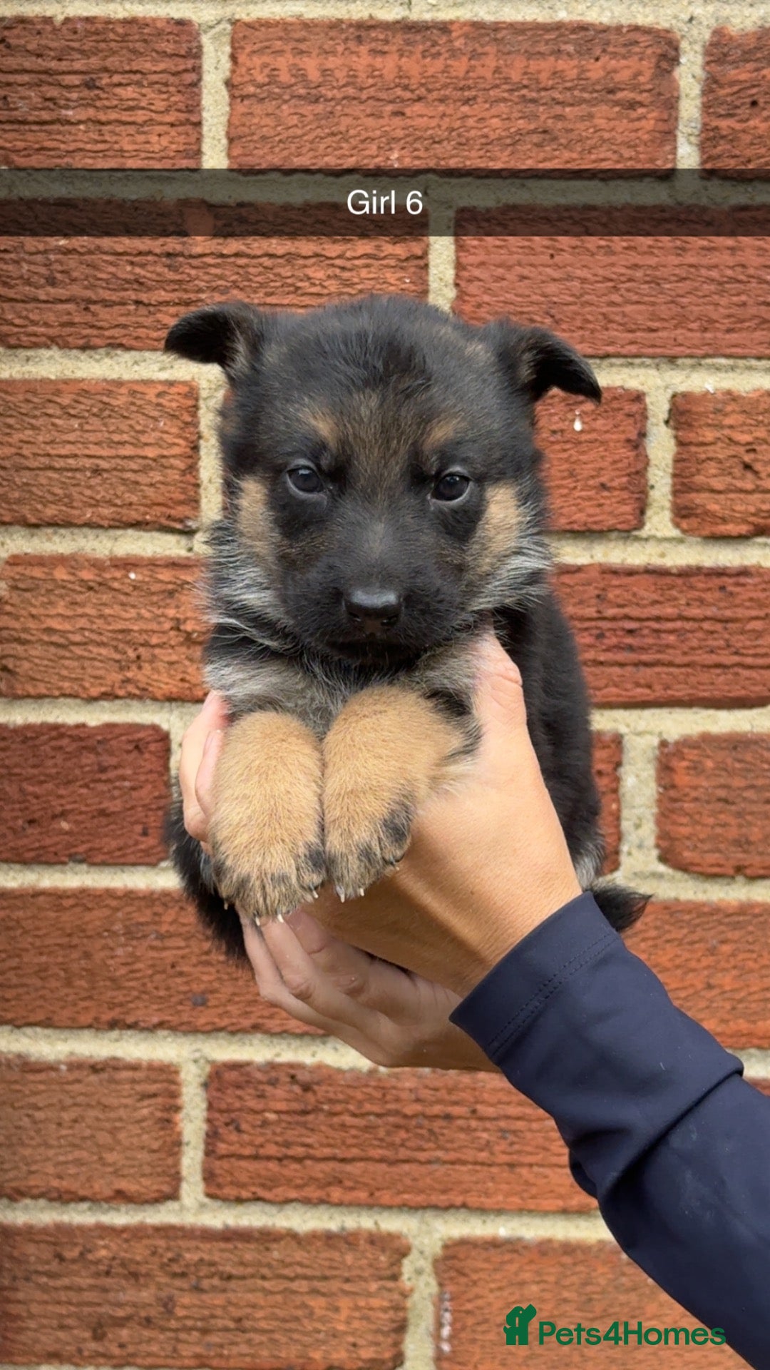 German Shepherd dogs Short haired German shepherds  - Advert 1