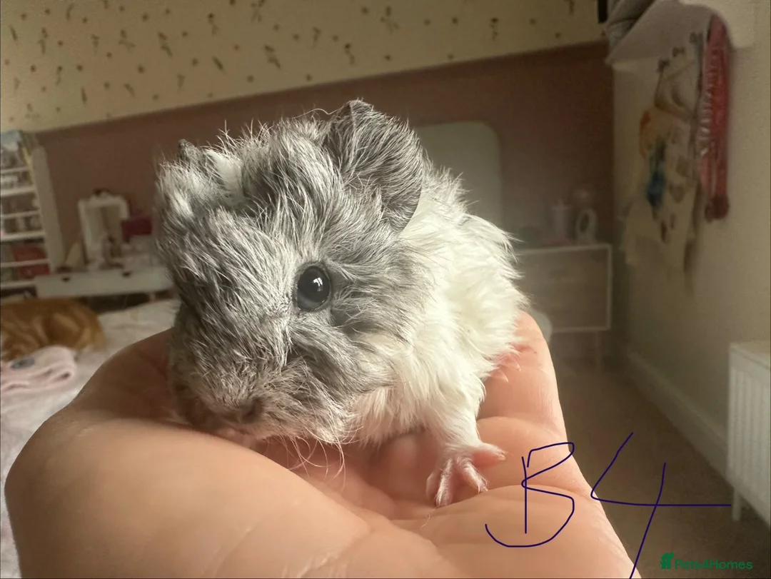 Guinea Pig rodents for sale: Baby Guinea Pig’s For Sale - Advert 1