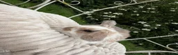 Mini Lop rabbits for sale: 🐰 Mini Lop Harlequin Doe – Butter 🐰  - Advert 1