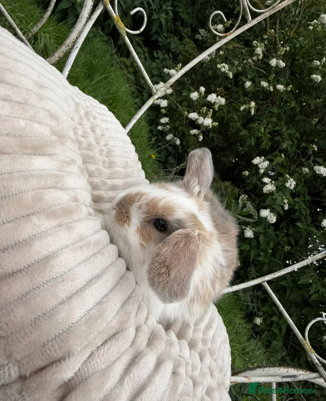 Mini Lop rabbits for sale: 🐰 Mini Lop Harlequin Doe – Butter 🐰  - Advert 1