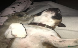 Staffordshire Bull Terrier dogs for stud: Proven Staffordshire Bull Terrier for Stud  - Image 15