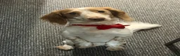 Miniature Dachshund dogs for sale: Miniature Dachshund - Advert 1