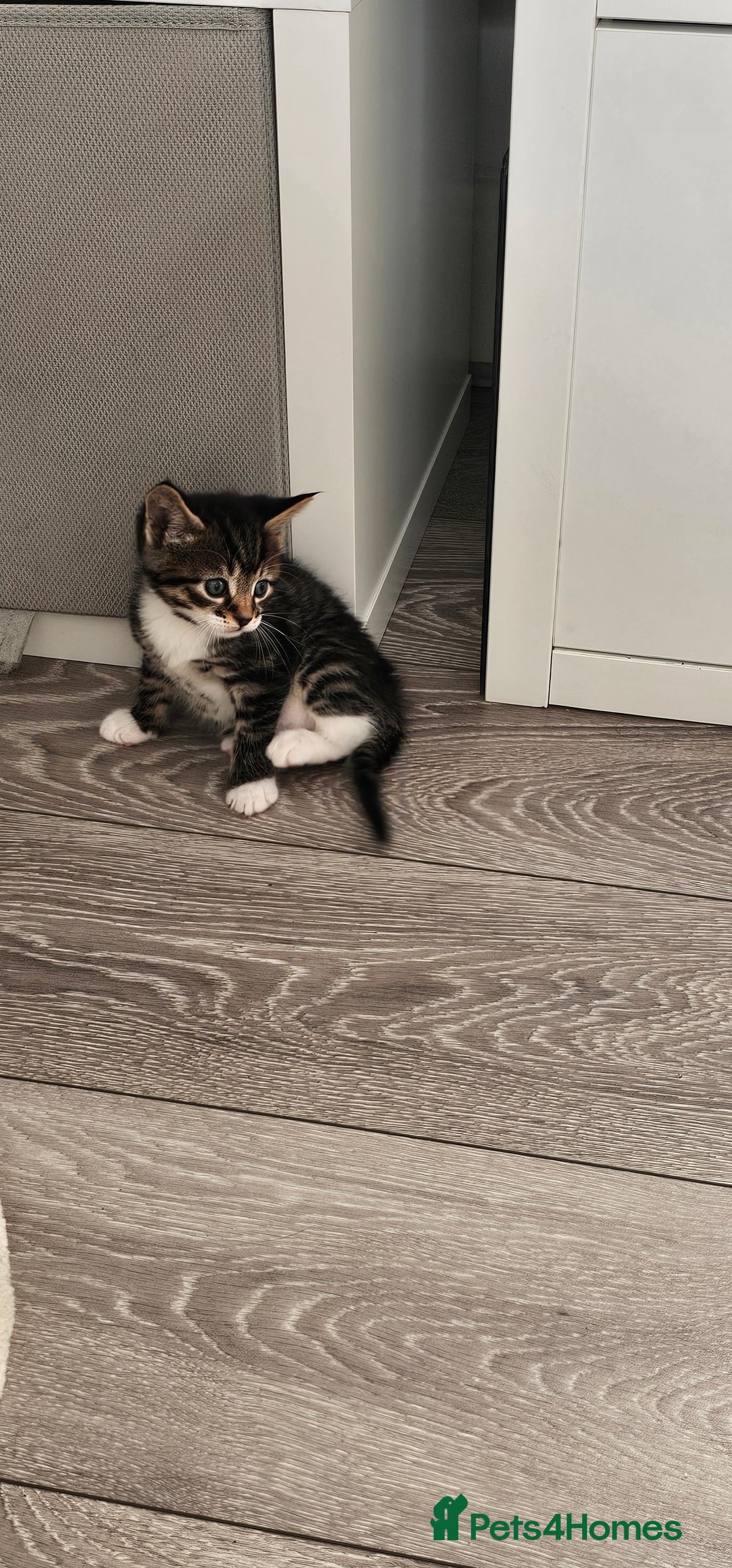Mixed Breed cats for sale: Beautiful friendly kitties 💖 ready for homes 💕 - Image 9