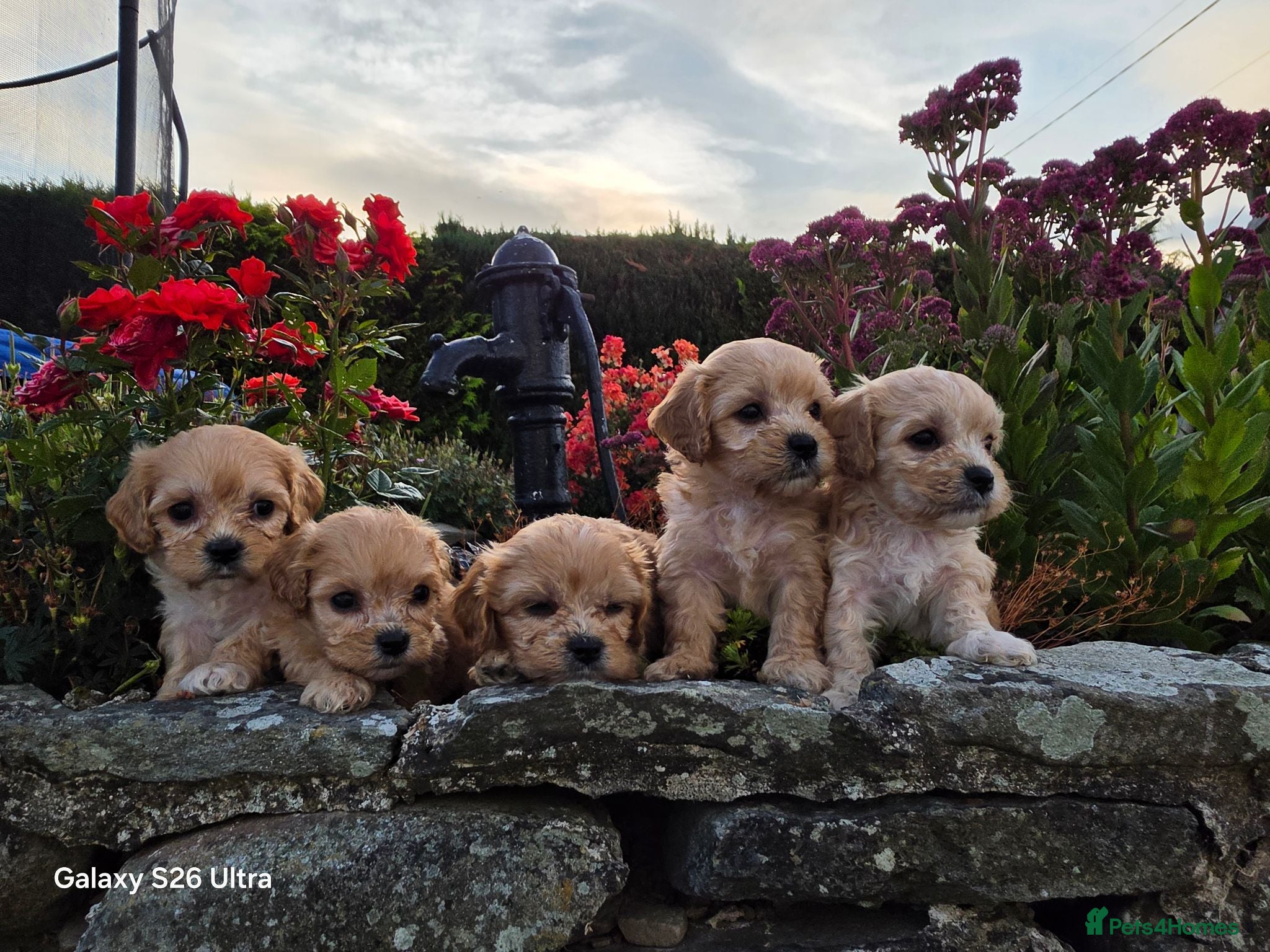 Cavachon dogs 10 STUNNING CAVACHONS😍🐾💙💖 - Advert 1