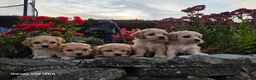 Cavachon dogs for sale: 10 STUNNING CAVACHONS😍🐾💙💖 - Advert 4