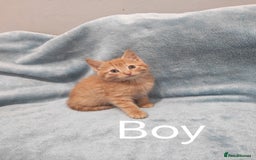 Mixed Breed cats for sale: Beautiful kittes Videos - Advert 8