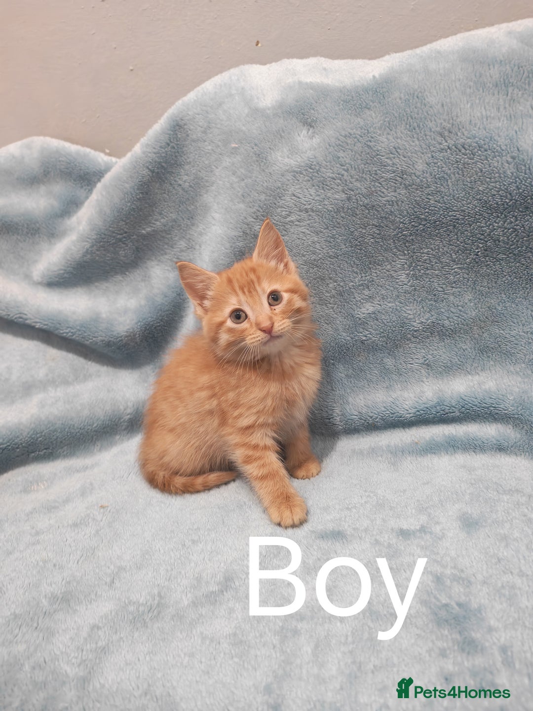 Mixed Breed cats for sale: Beautiful kittes Videos - Advert 8