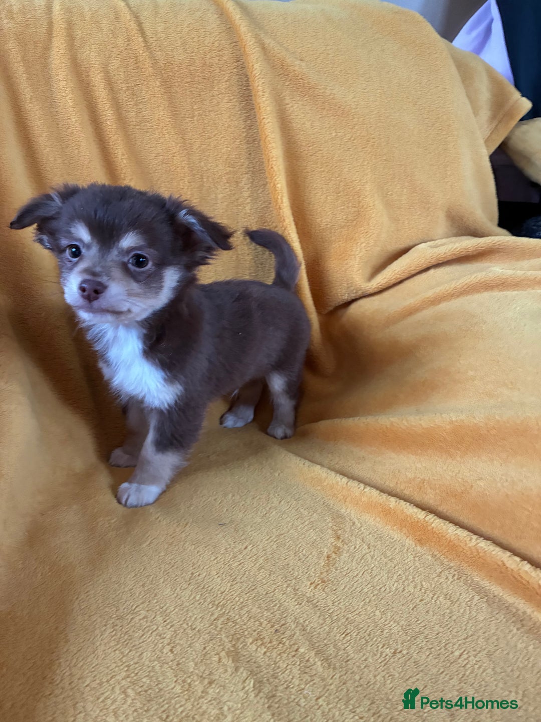 Chihuahua dogs for sale: Beautiful Chihuahua Puppies For Sale - Advert 12