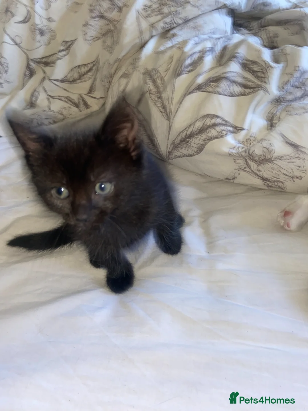 Mixed Breed cats for sale: 2 beautiful boys  - Advert 1