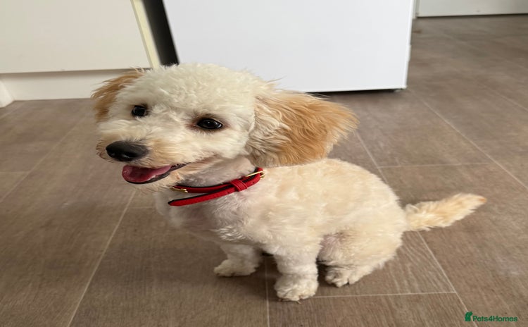 Toy Poodle dogs in Chelmsford - Advert 8