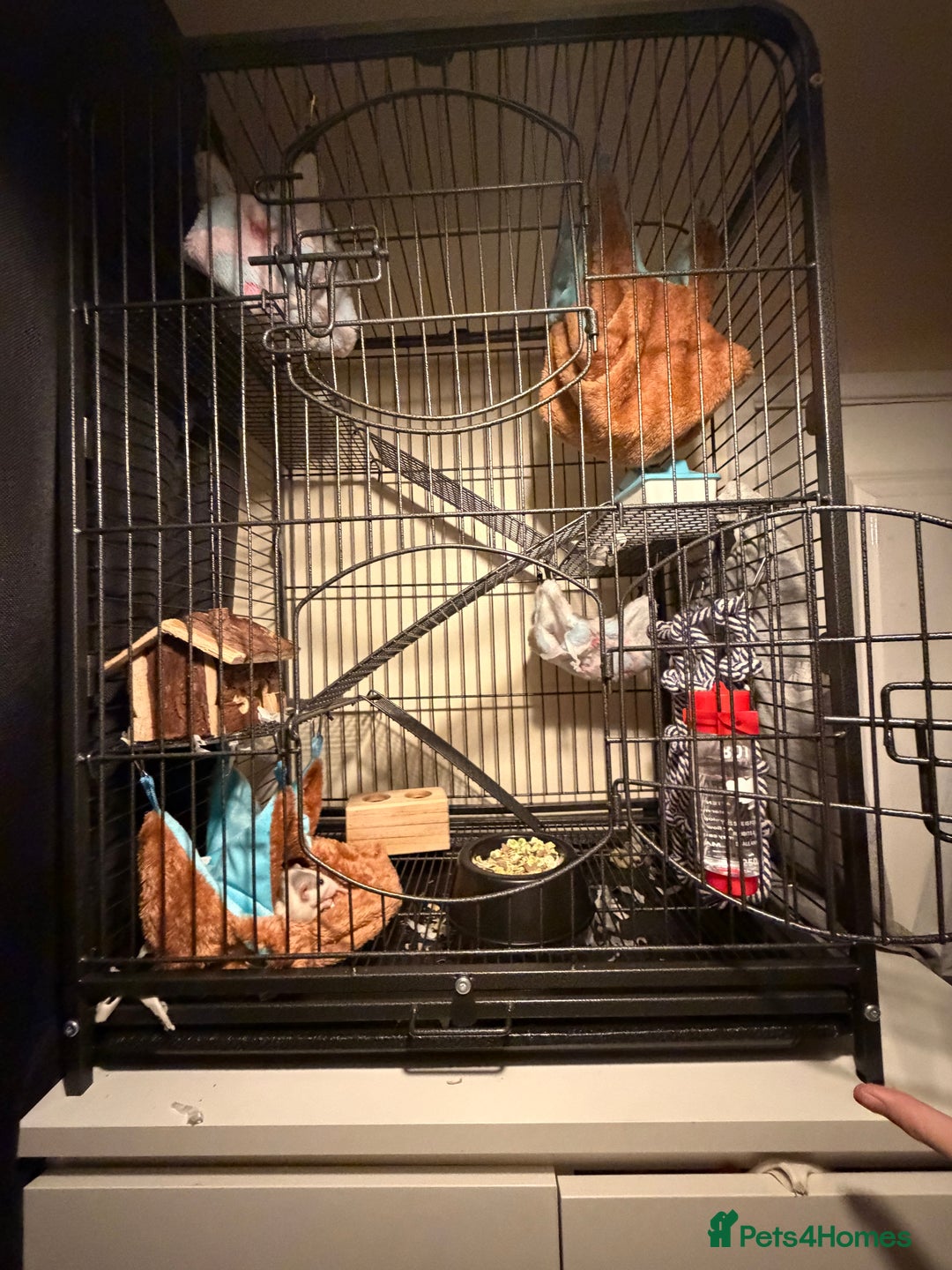 Rat rodents for sale: dumbo rat  - Advert 2