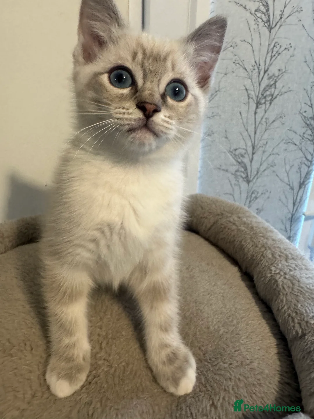 Ragdoll cats for sale: Adorable Ragdoll Kittens - Advert 17