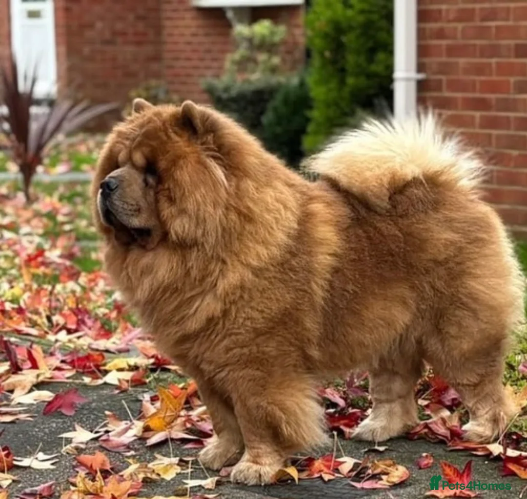 Chow Chow dogs for stud: Kennel club registered chow chow  - Advert 2