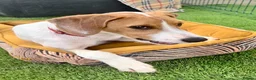Mixed Breed dogs for adoption: Cute Hector - Advert 6