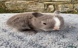 Netherland Dwarf rabbits for sale: Sweet Netherland Dwarf bunnies  - Image 4