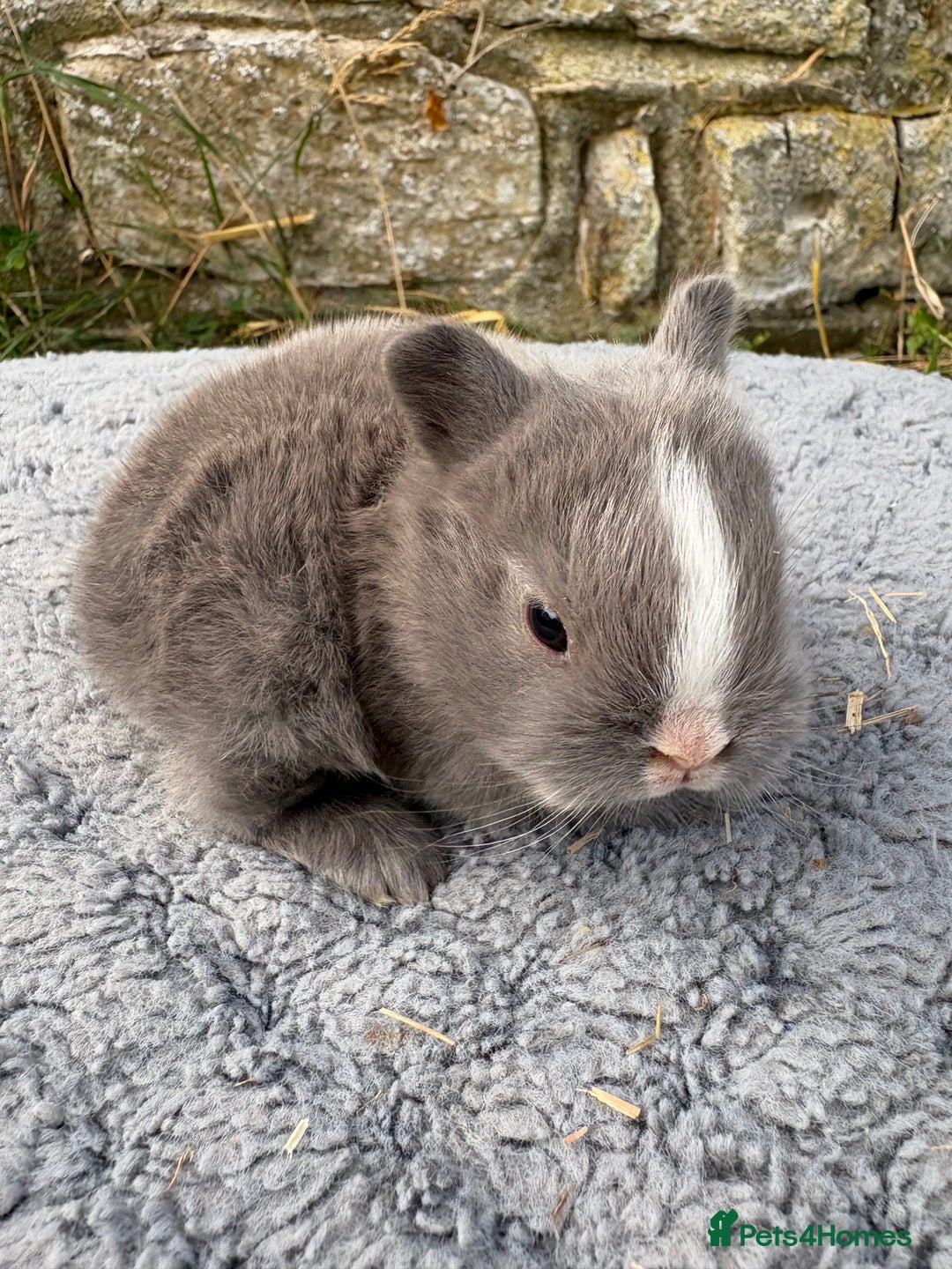 Netherland Dwarf rabbits for sale: Sweet Netherland Dwarf bunnies  - Image 4