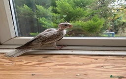 Cockatiels birds for sale: Gorgeous Baby Cockatiels  - Image 11