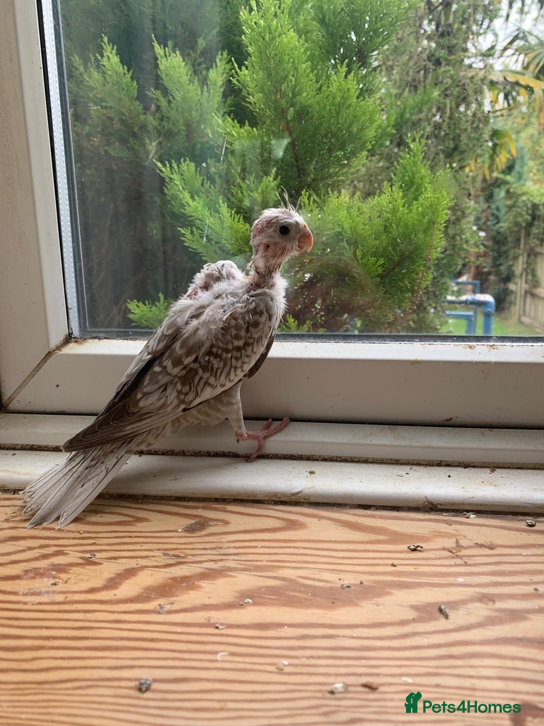 Cockatiels birds for sale: Gorgeous Baby Cockatiels  - Image 11