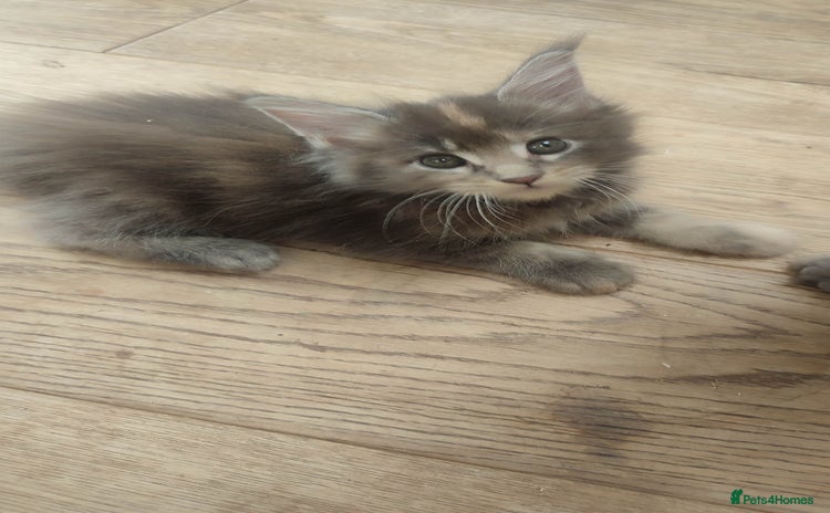 Maine Coon cats in Great Missenden - Advert 8