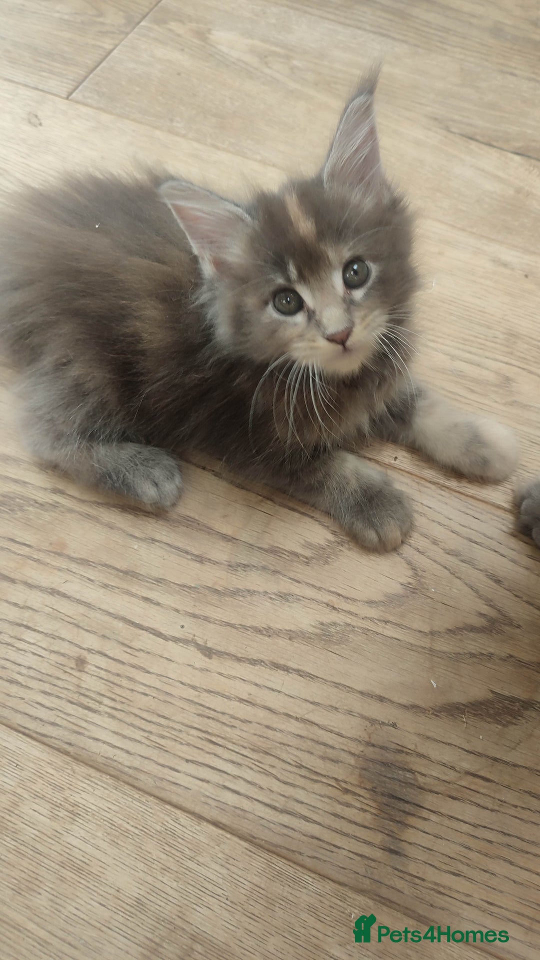 Maine Coon cats for sale: Fully health tested and Tica registered  in Great Missenden - Image 2