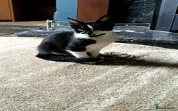British Shorthair cats for sale: Kittens for homing  - Image 1
