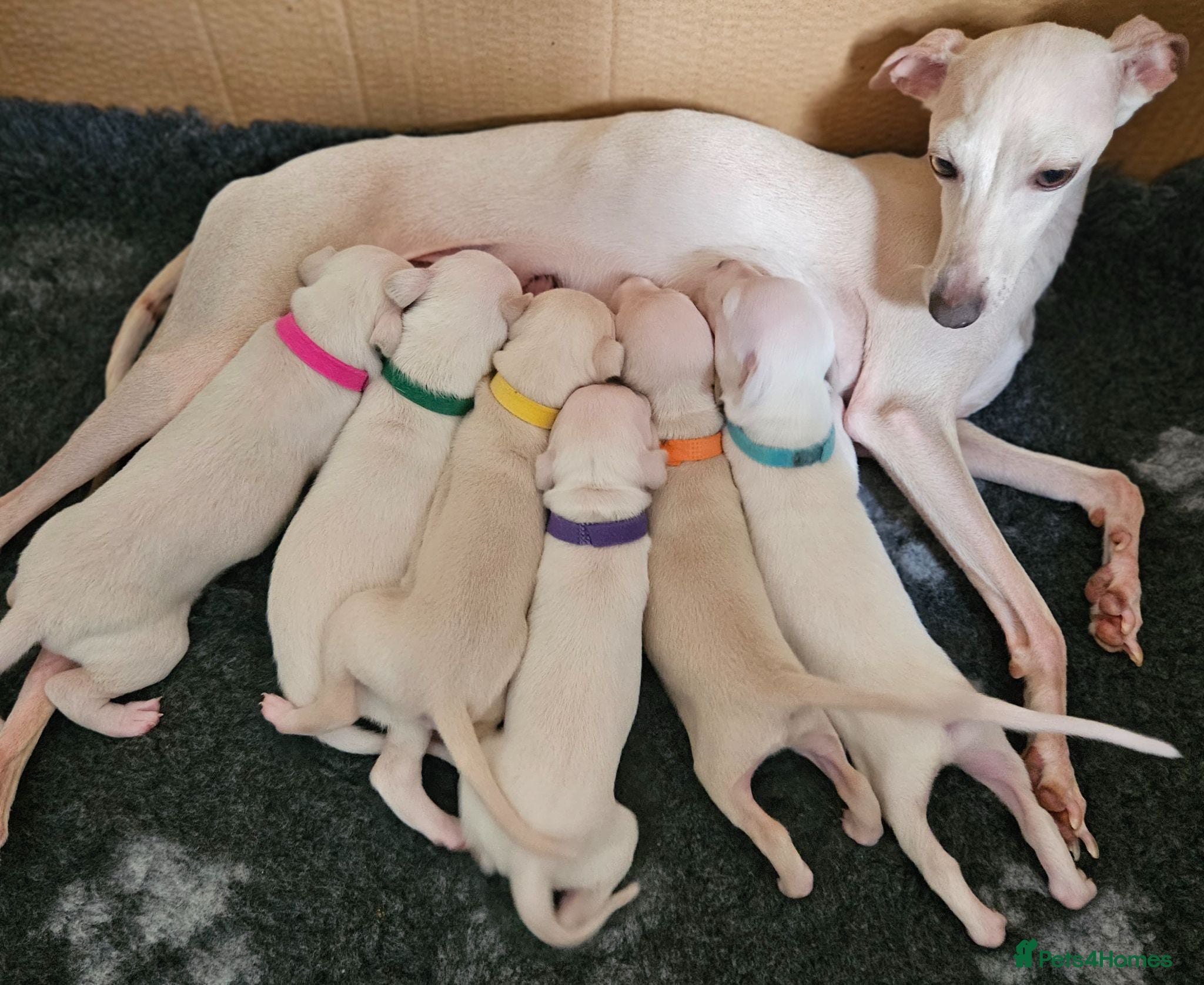 Italian Greyhound dogs KC Registered Cream Italian Greyhound Puppies - Advert 15
