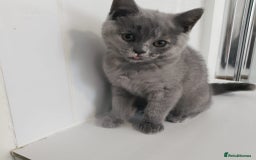 British Shorthair cats for sale: 💜GCCF Kittens Ready for Their Forever Homes!💜 - Image 4