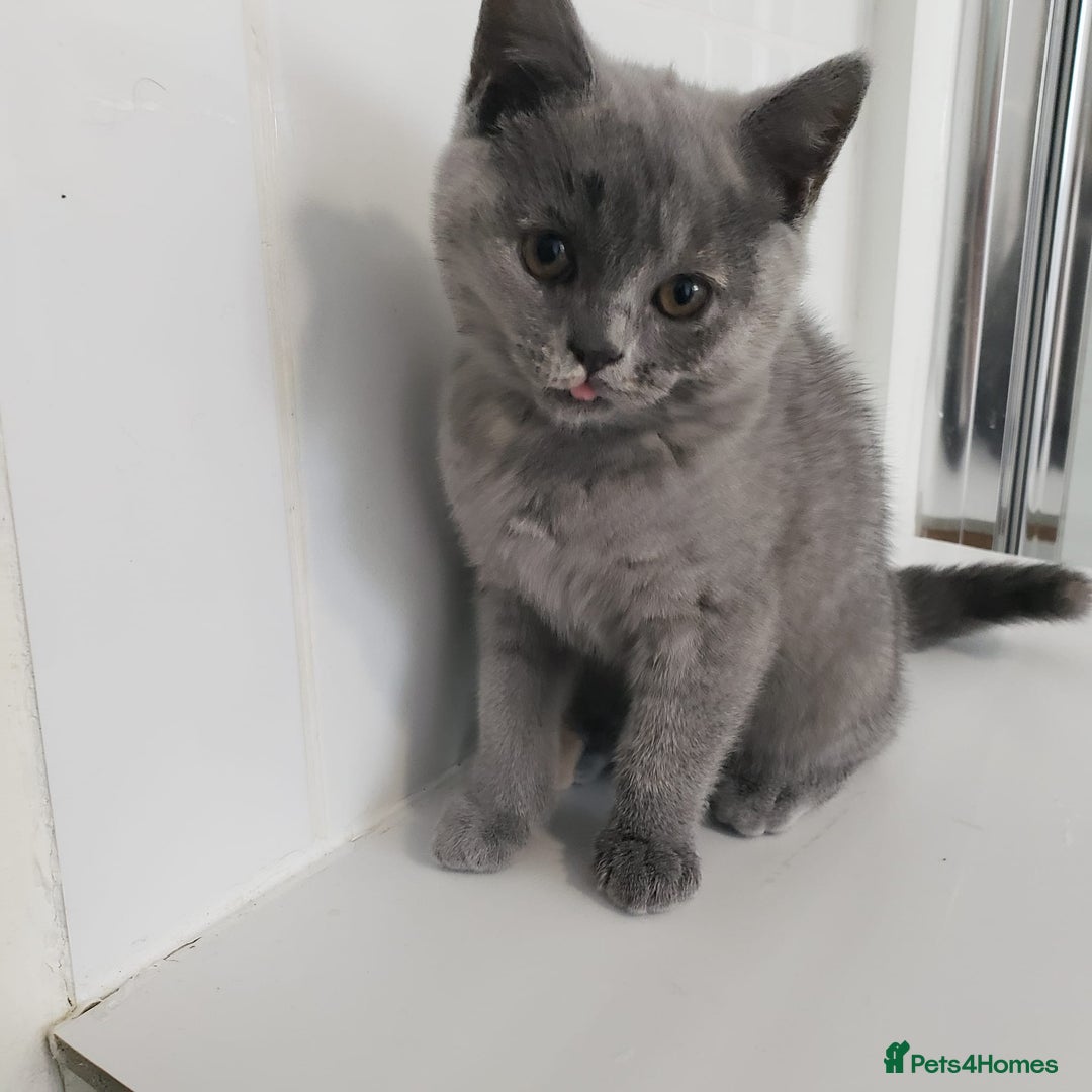 British Shorthair cats for sale: 💜GCCF Kittens Ready for Their Forever Homes!💜 - Image 4