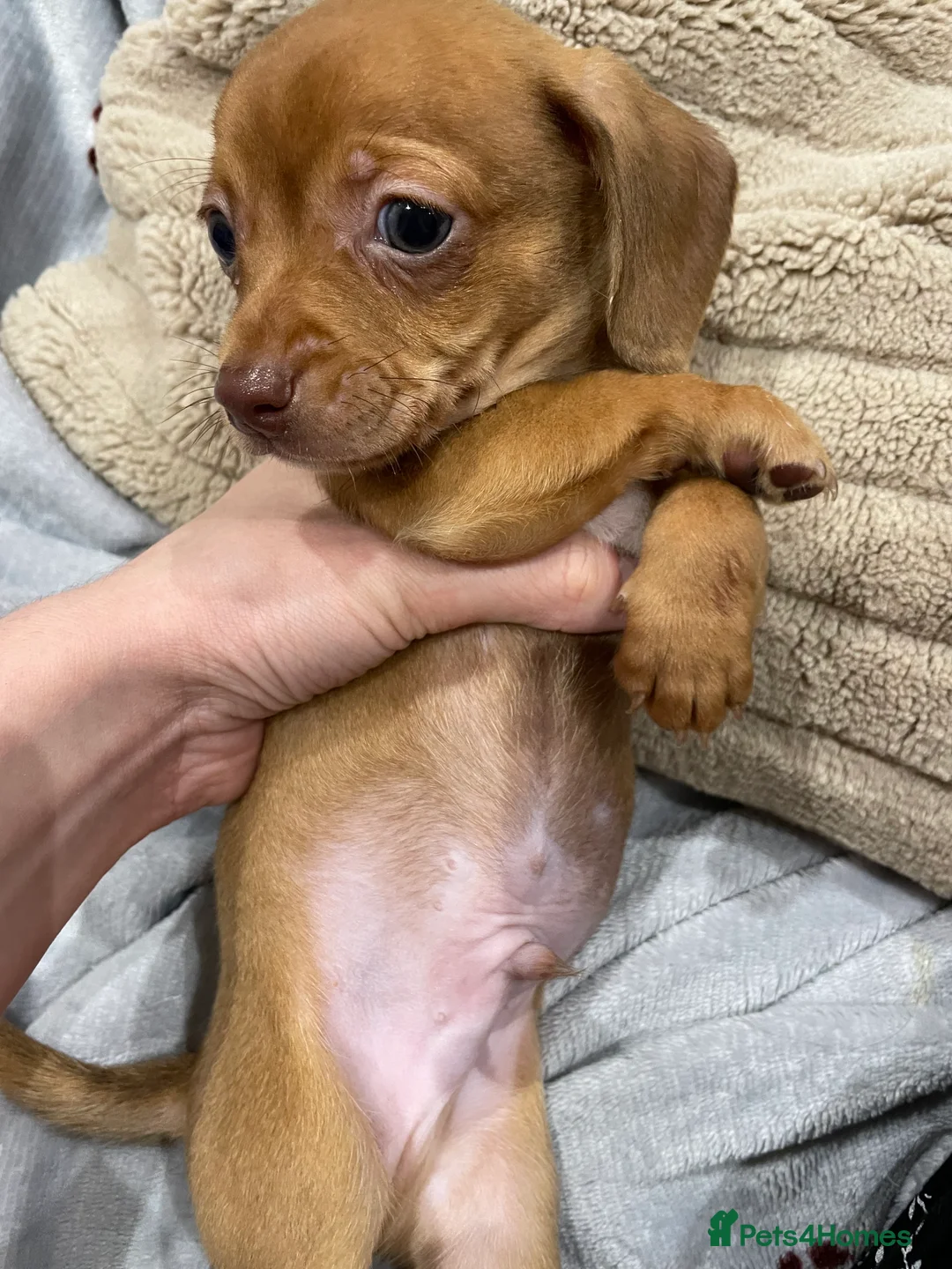Chiweenie dogs for sale: Chiweenie puppies for sale - Advert 3