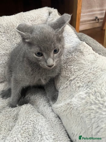 Russian Blue cats - Advert 7