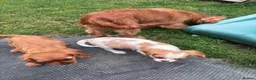 Cavalier King Charles Spaniel dogs for sale: Cavalier King Charles puppies - Advert 9