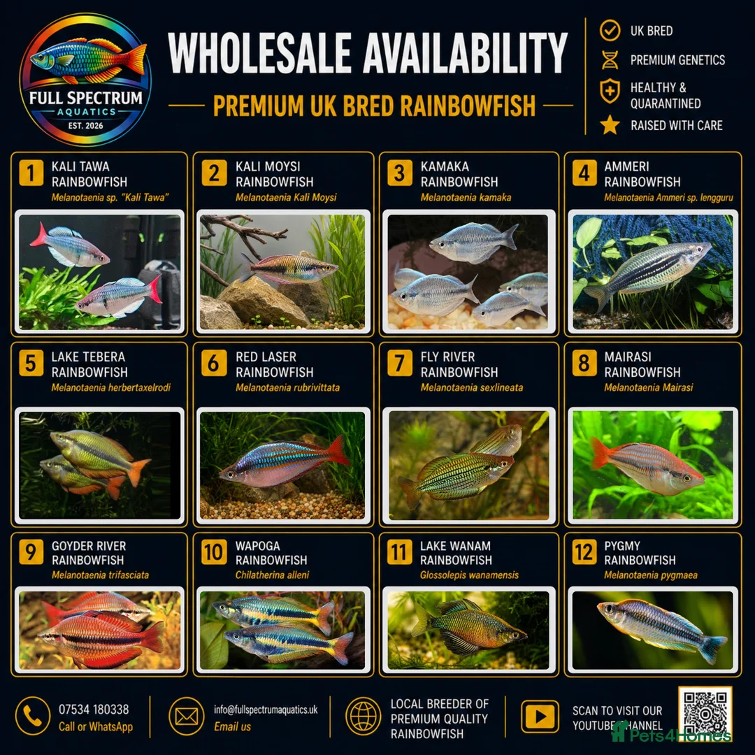 Rainbow Fish fish for sale: Rare Kali Tawa Rainbowfish & Others - Advert 2