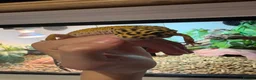 Leopard Gecko reptiles for sale: Male leopard gecko  - Advert 2