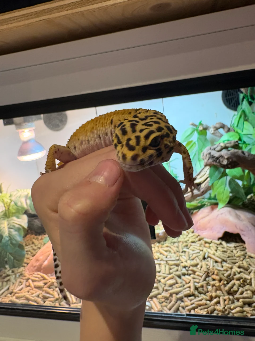 Leopard Gecko reptiles for sale: Male leopard gecko  - Advert 2