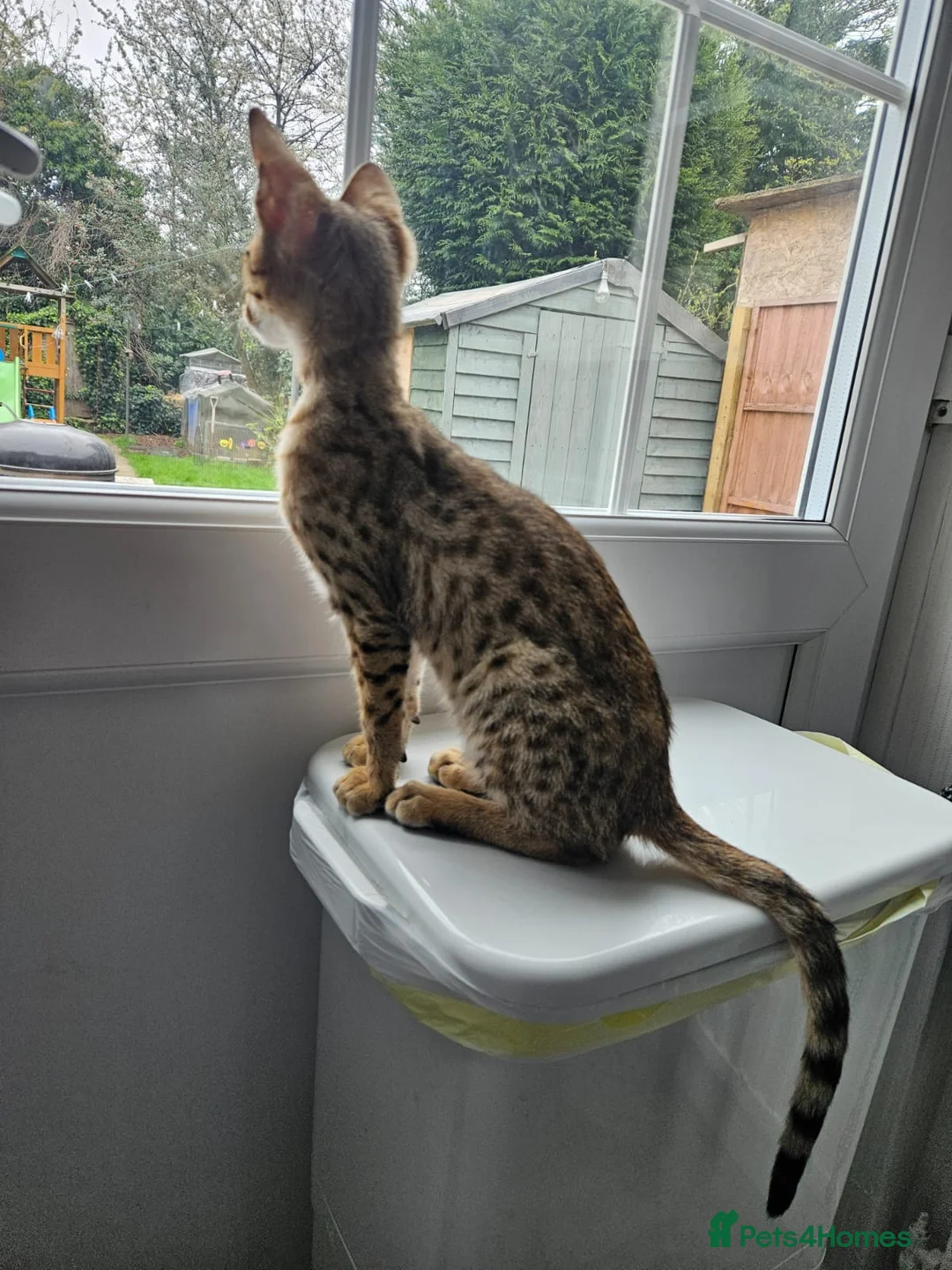 Savannah cats for sale: F4 savannah  - Advert 3