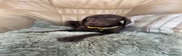 German Shorthaired Pointer dogs for sale: Stunning boy and girls  - Advert 13