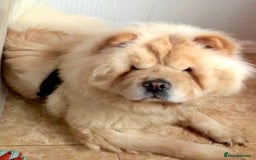 Chow Chow dogs for sale: KC ADULT FEMALE CHOW FOR SALE!!!!!!!! - Image 4