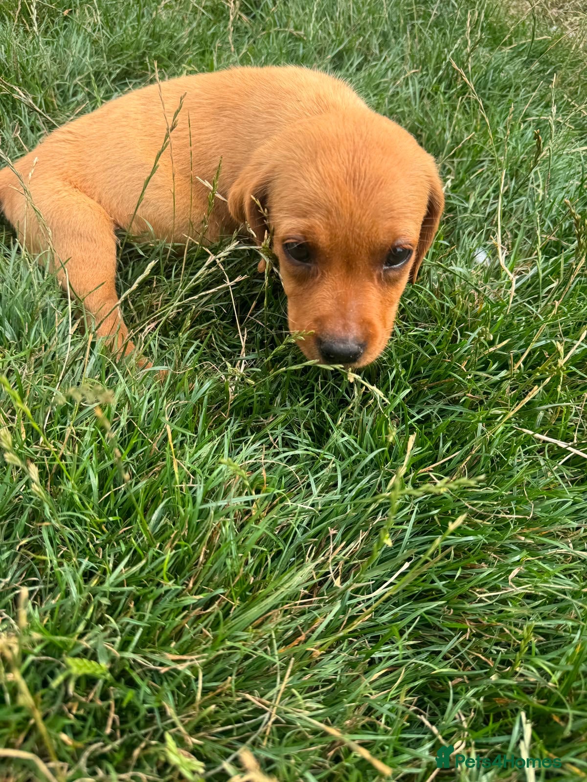 Labrador Retriever dogs Last Fox Red Girl Remaining, Health Checked - Advert 1